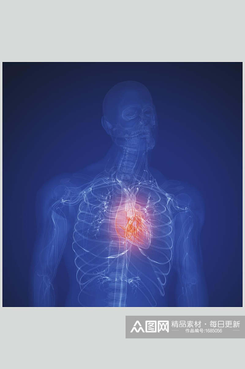 简约心脏肺部人体器官图片素材