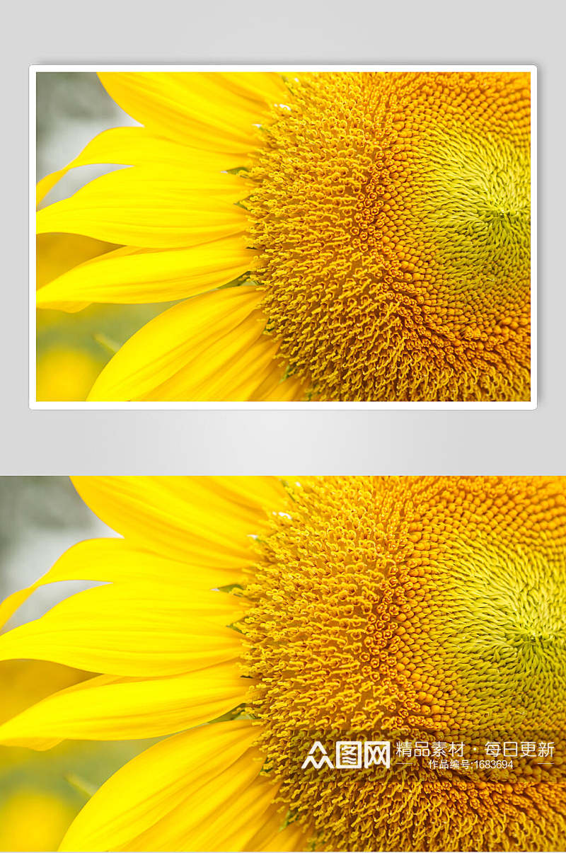 黄色向日葵高清近景图片素材