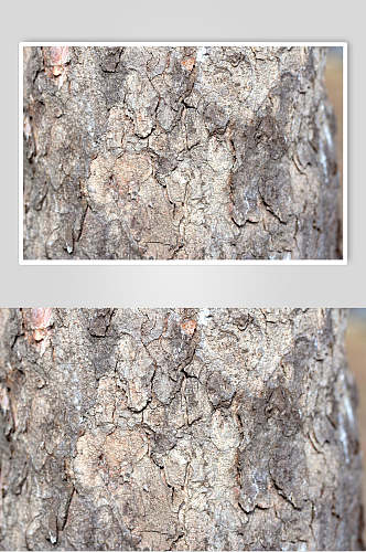 树皮树纹斑驳植物观察树龄摄影视觉
