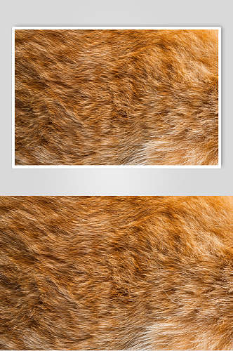 兽纹豹纹野兽皮毛细节图片