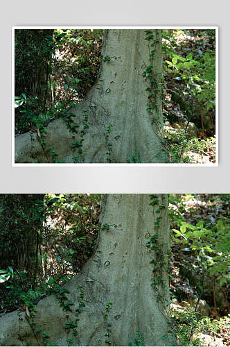 树皮树纹青藤视觉摄影图