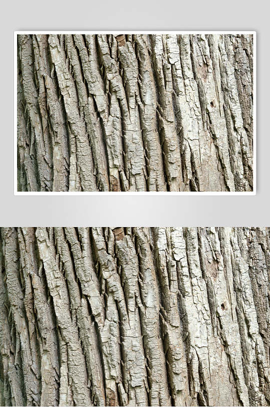 老树树皮树纹高清摄影图片