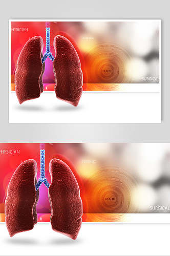健康心脏肺部人体器官图片