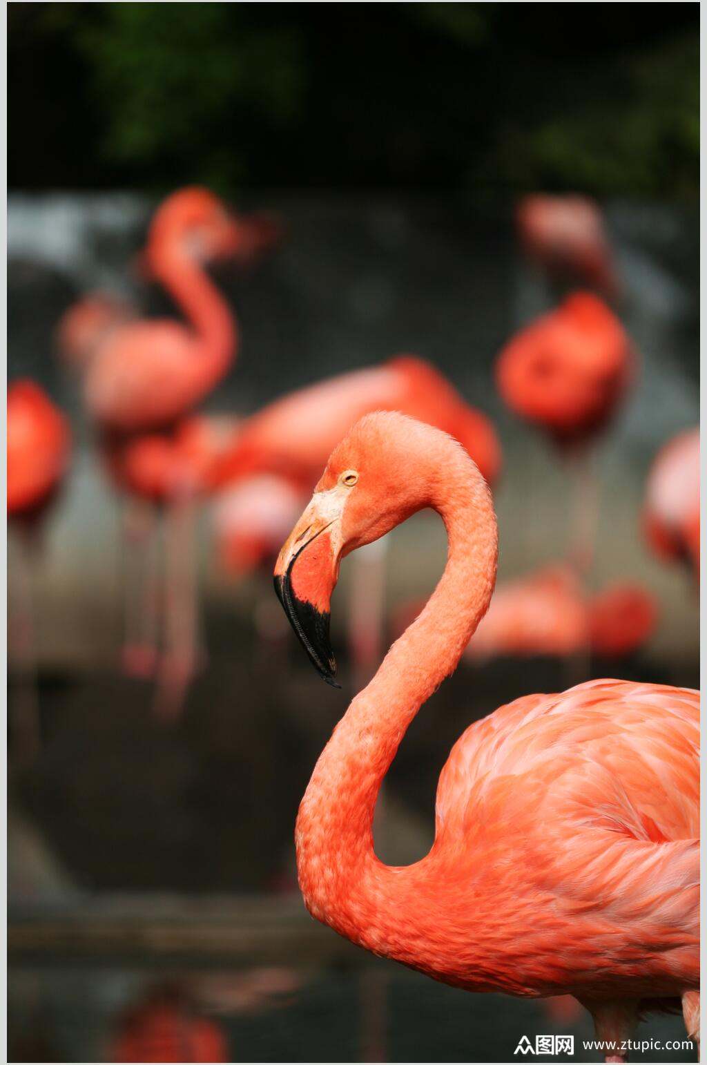 火烈鸟近景大头摄影图