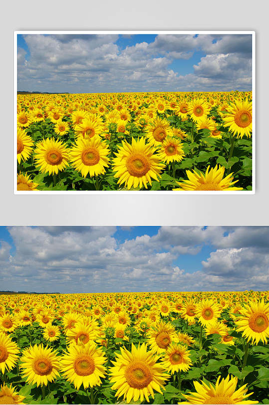 向日葵花海高清摄影图片-众图网