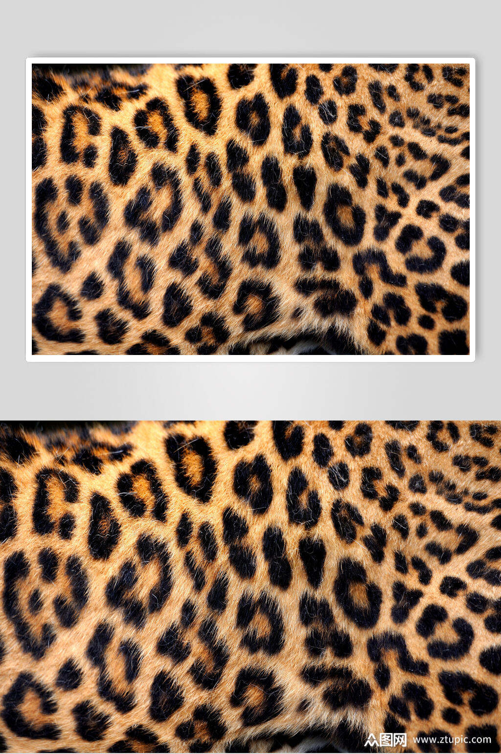 老虎皮兽纹豹纹野兽皮毛高清图片
