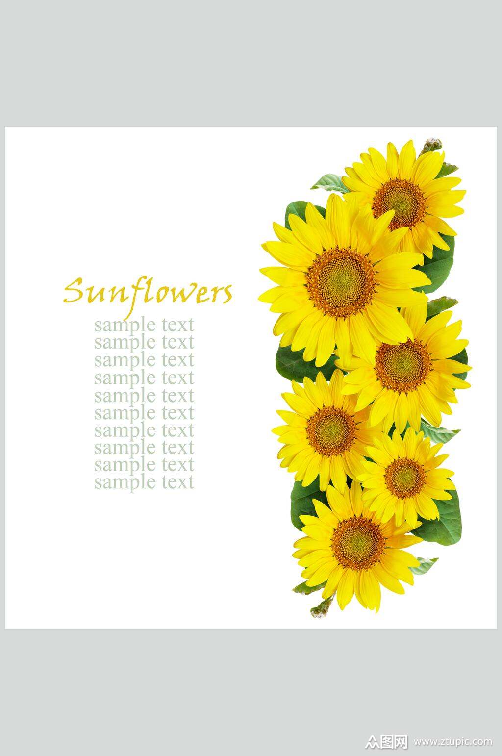 小清新向日葵图片模板下载-编号1679858-众图网