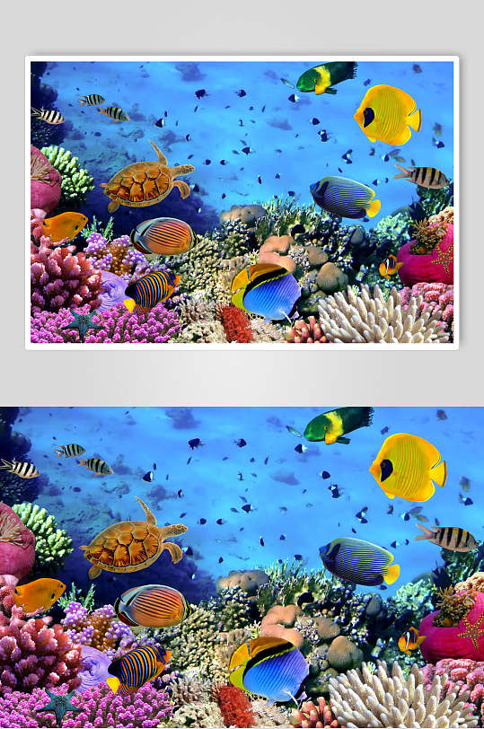 炫彩海洋世界海底世界d立体图海报