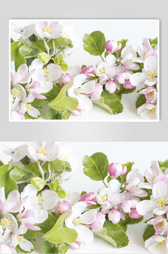小清新森系花朵摄影图片  植物摄影图
