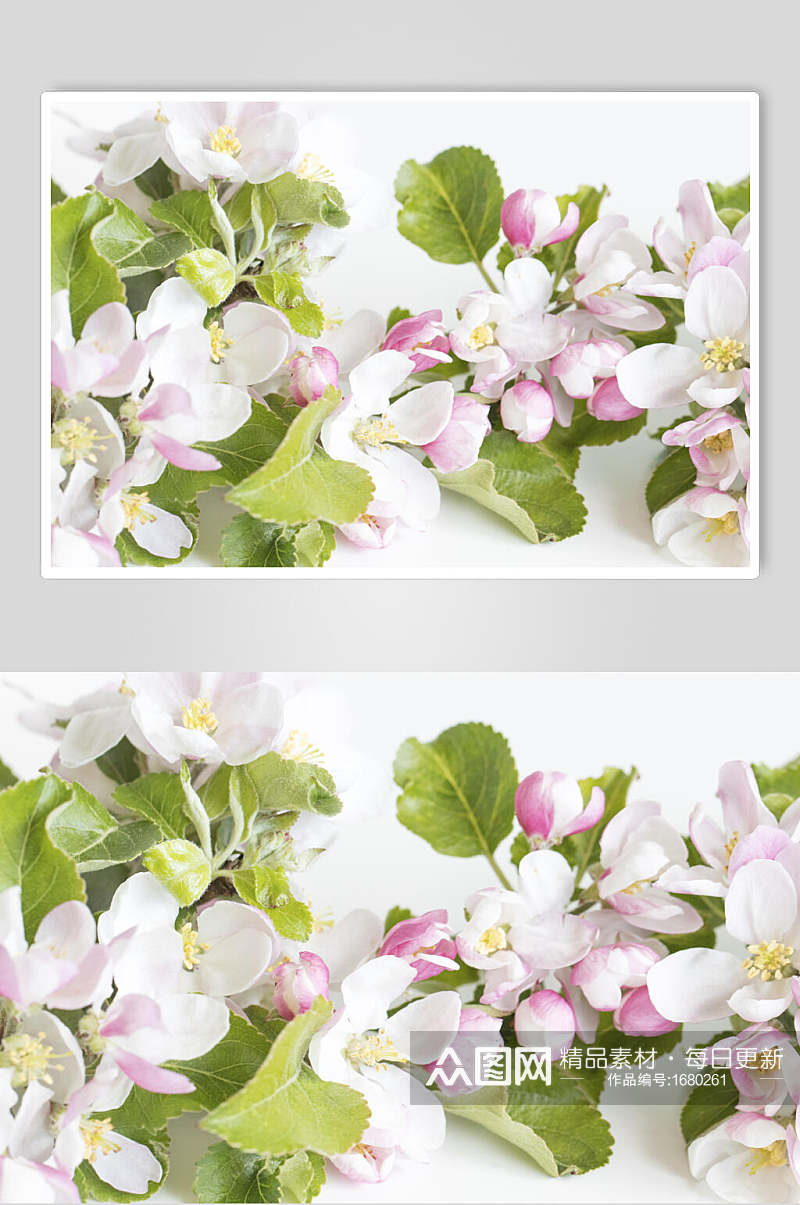 小清新森系花朵摄影图片  植物摄影图素材