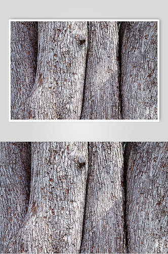 树皮树纹老树植物观察摄影视觉图