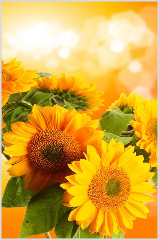 温暖唯美向日葵图片
