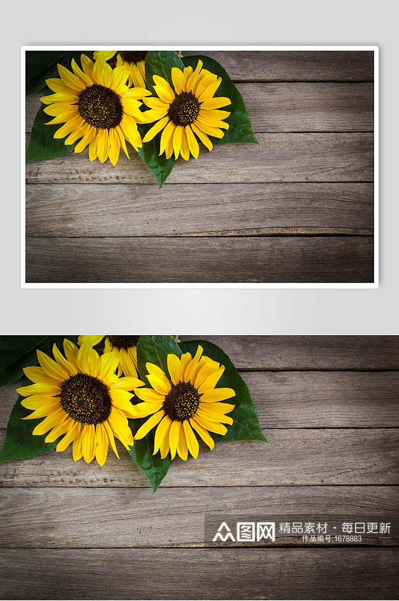 黄色植物向日葵花朵摄影图片素材