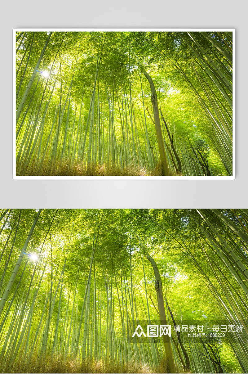 竹子竹林高清摄影图片素材