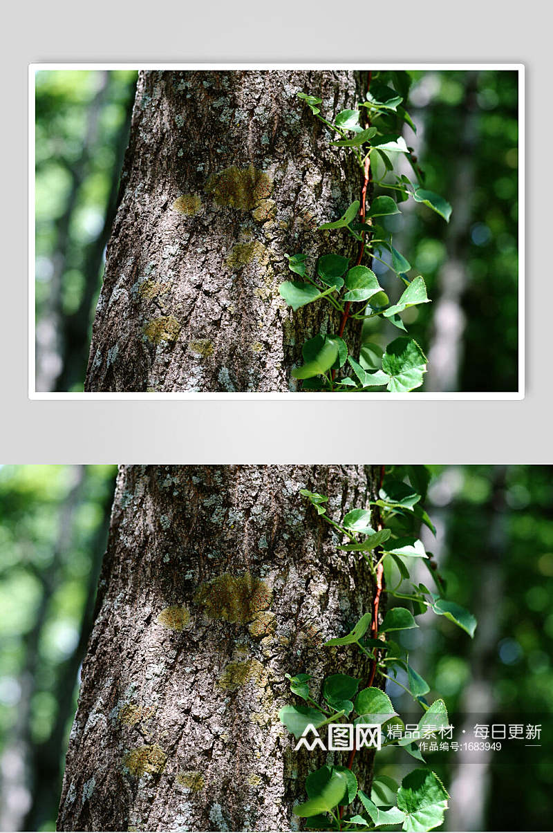绿色森林高清近景树皮树纹图片素材
