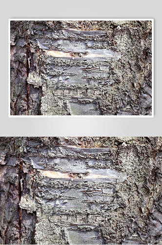 白色树皮树纹干裂高清图片
