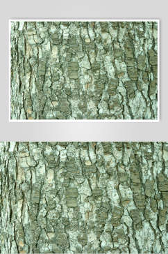 绿色树皮树纹高清图片