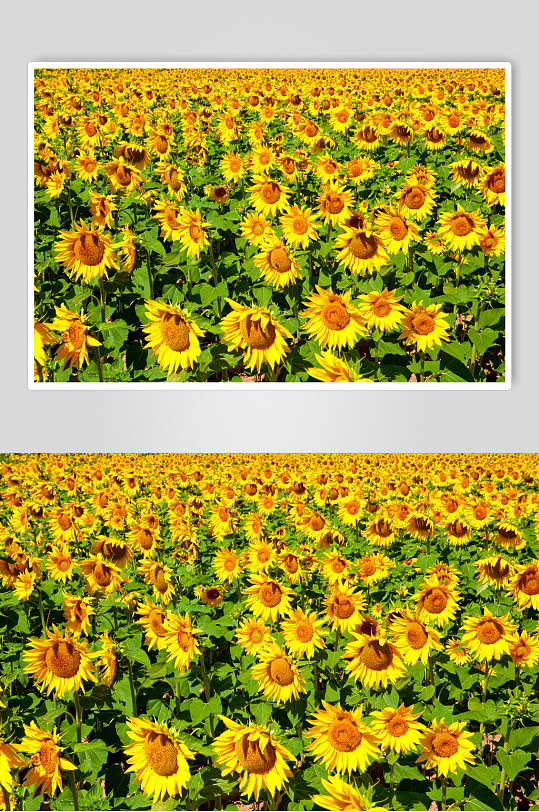 众多向日葵盛开图片 植物花卉摄影图