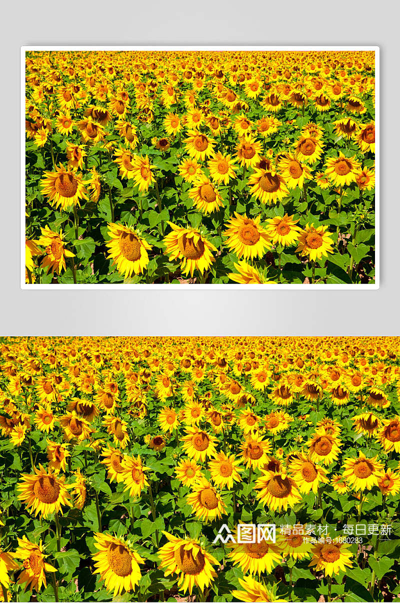 众多向日葵盛开图片 植物花卉摄影图素材