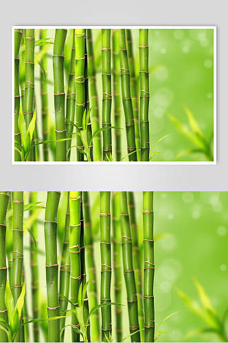 竹子竹林植物图片