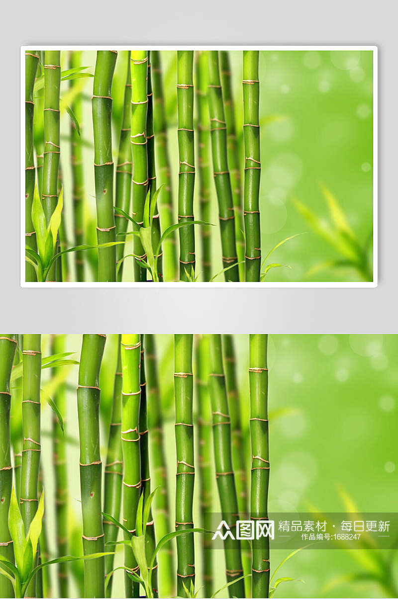竹子竹林植物图片素材