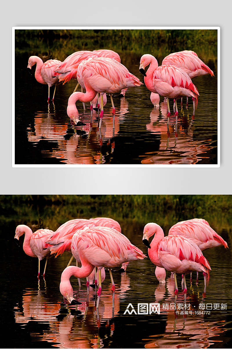 唯美粉色火烈鸟水中站立图片素材