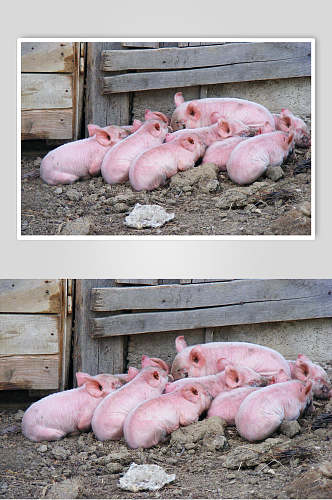 粉色猪脏猪猪摄影图