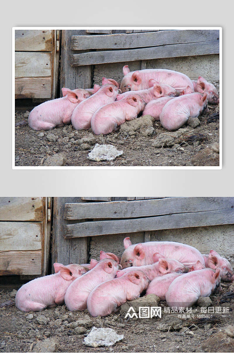 粉色猪脏猪猪摄影图素材