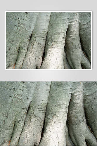 树皮树纹树根高清图片