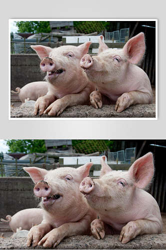 粉色猪猪饲养猪外景摄影图