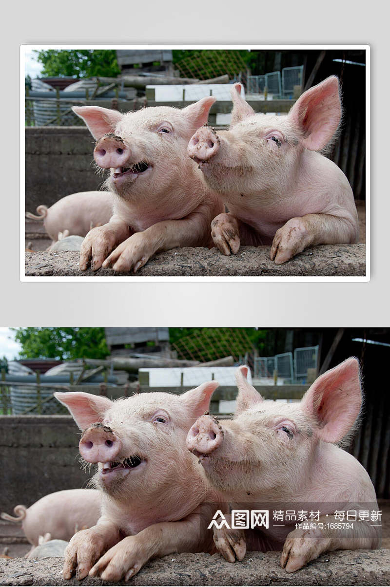 粉色猪猪饲养猪外景摄影图素材