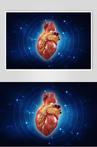心脏人体器官数据高清图片