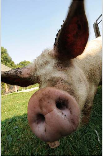 粉色猪脏猪猪摄影图