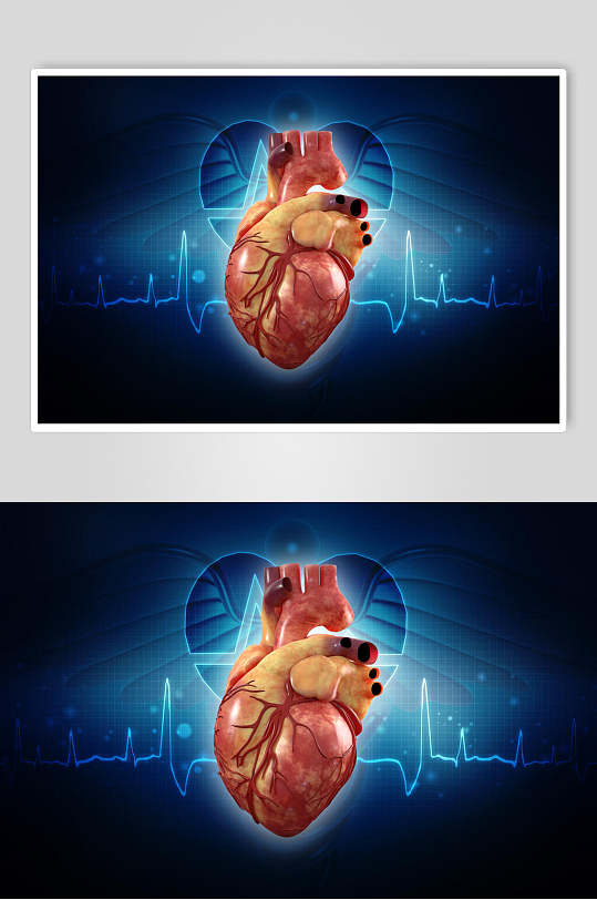 心脏肺部人体器官摄影图