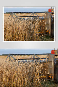 小麦收割机高清摄影图片