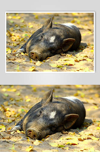 黑色猪饲养猪外景摄影图
