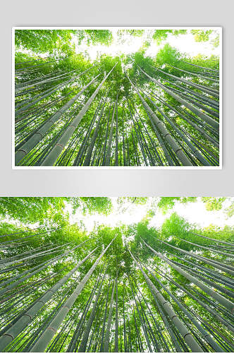 绿色竹子竹林仰视图片