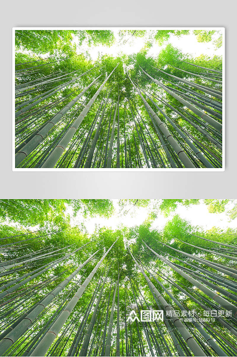 绿色竹子竹林仰视图片素材