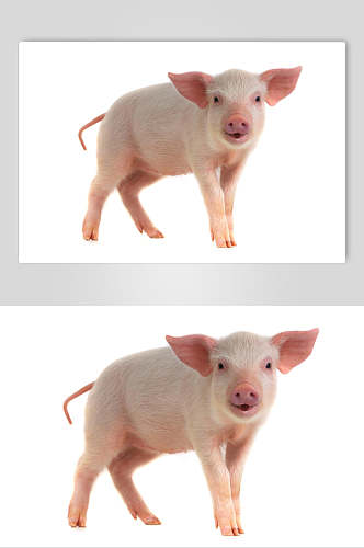 猪头白色免扣高清饲养猪摄影图