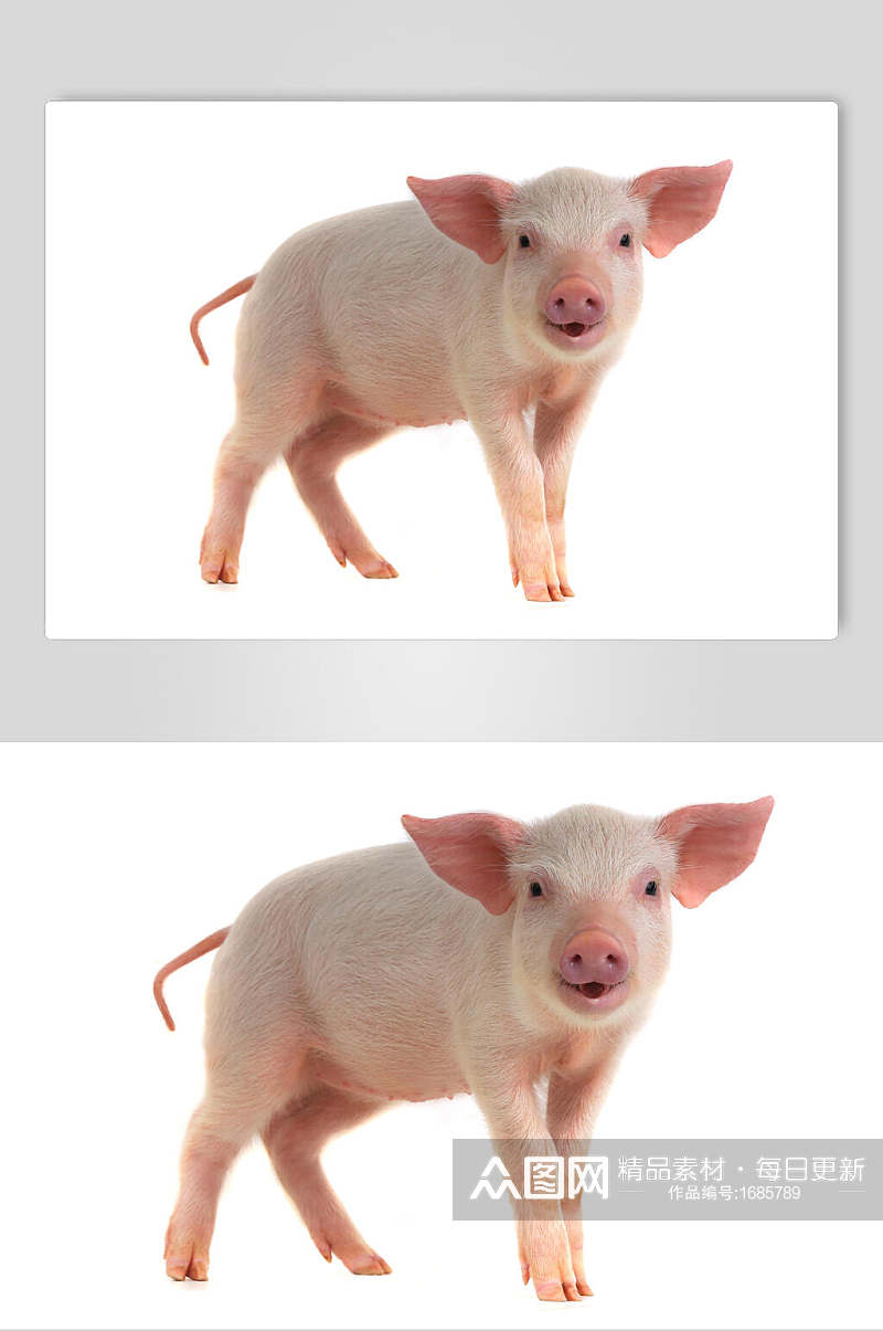 猪头白色免扣高清饲养猪摄影图素材