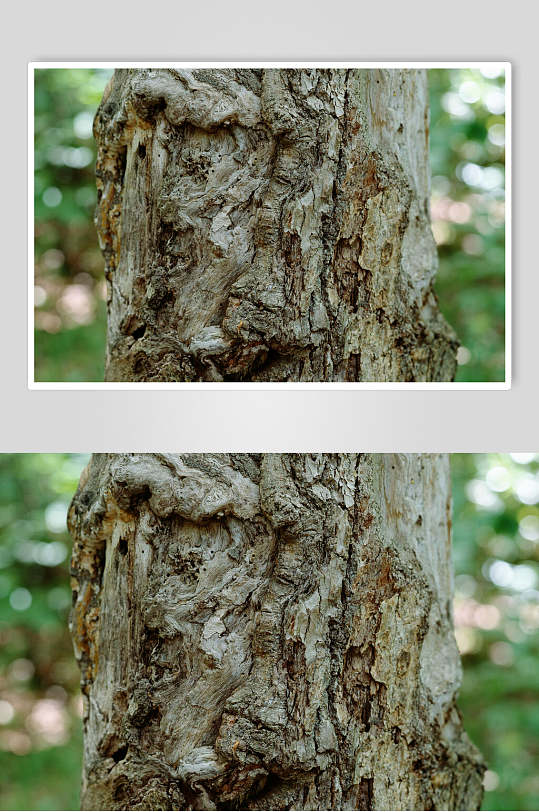暗色沧桑树皮树纹高清图片