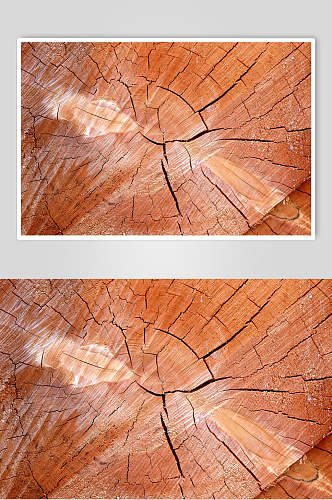 橙色树皮树纹图片