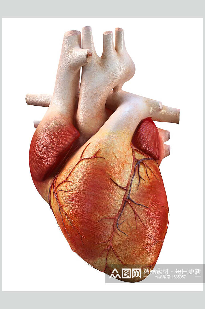 心脏肺部人体器官特写图片素材