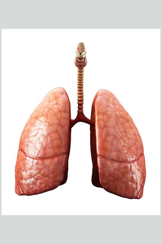 肝脏心脏肺部人体器官高清图片