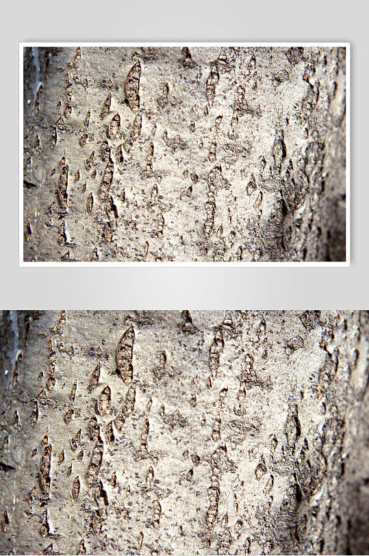 椿芽树树皮树纹高清摄影图片