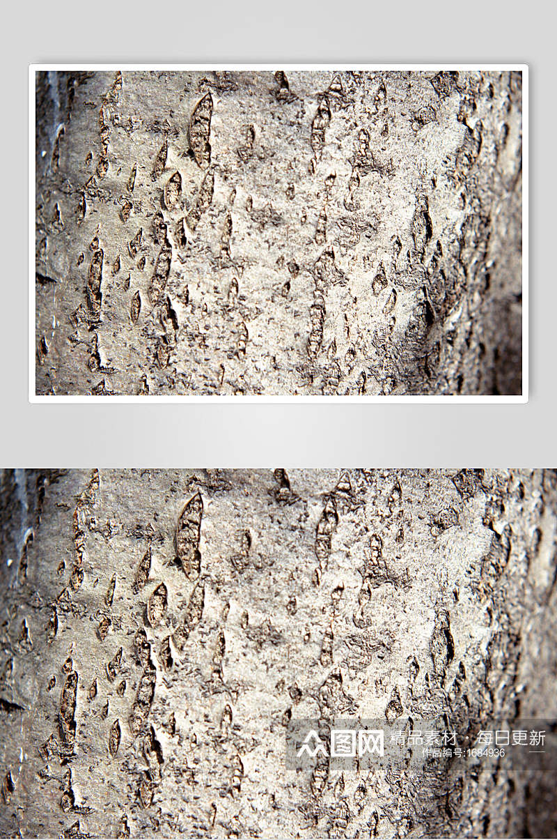 椿芽树树皮树纹高清摄影图片素材