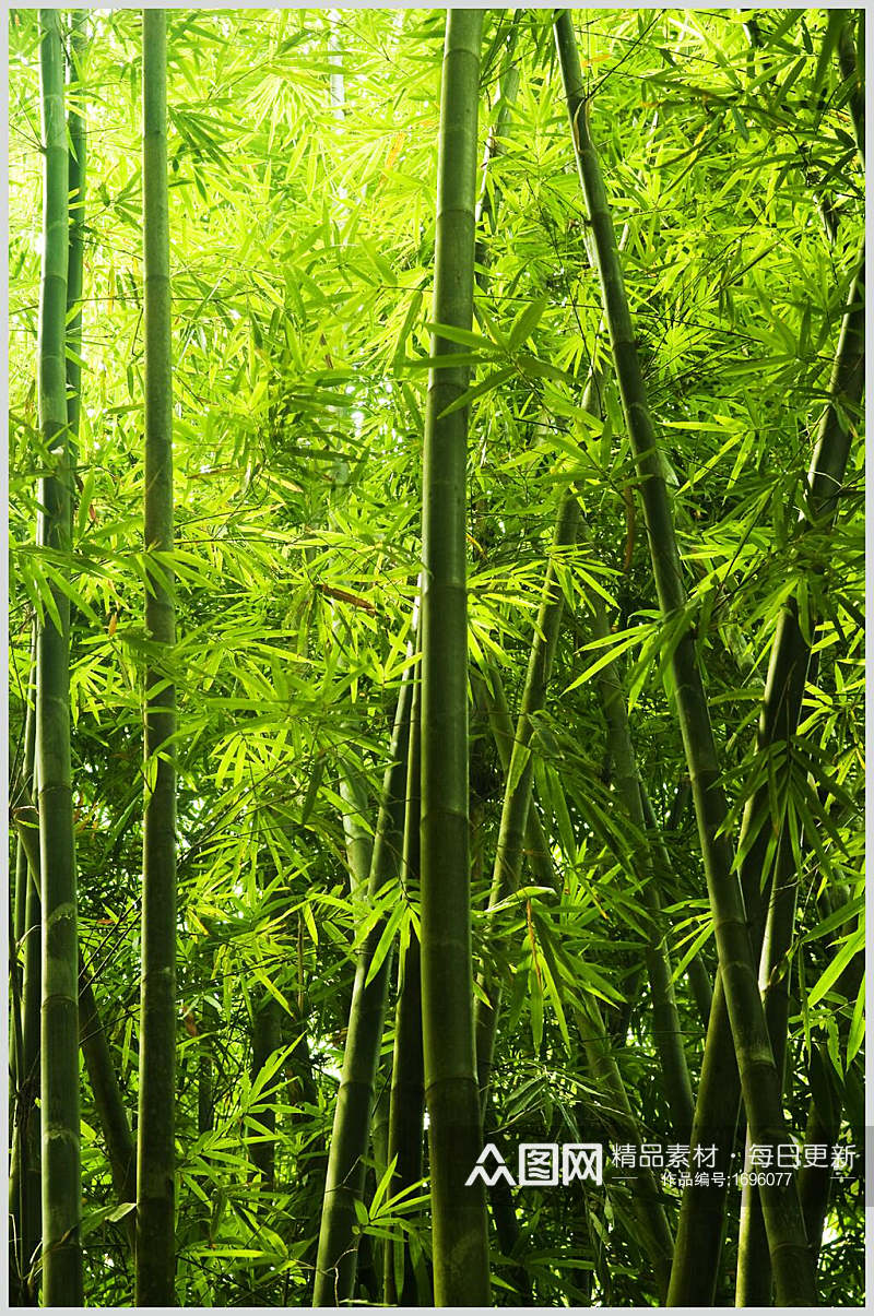竹子竹林图片素材