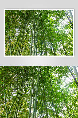 绿色竹子竹林图片