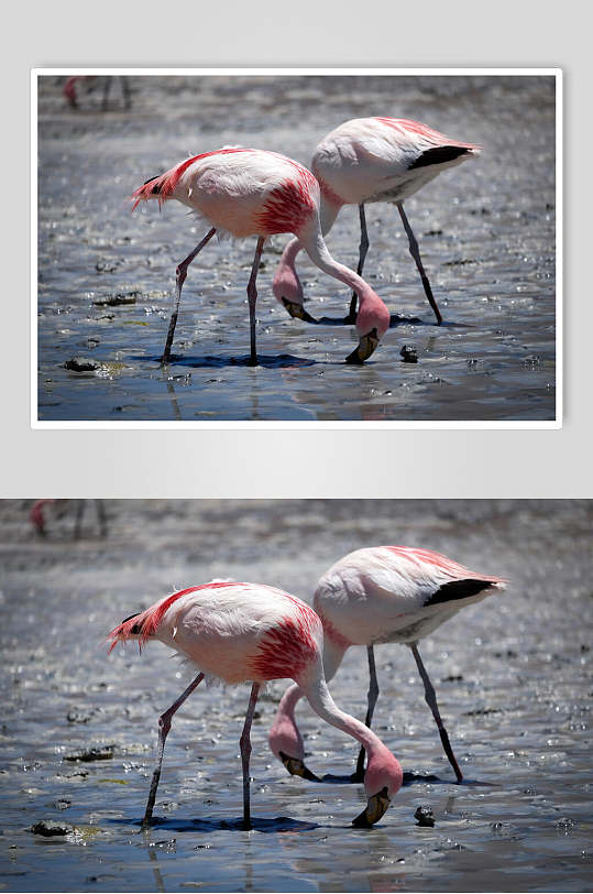 野生动物粉红色鸟类火烈鸟摄影图