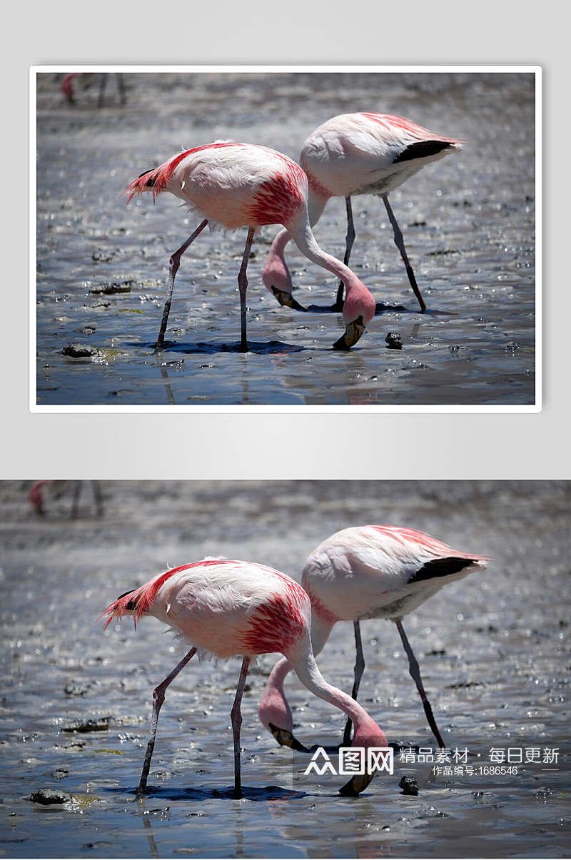 野生动物粉红色鸟类火烈鸟摄影图素材